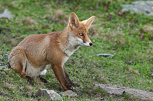 红狐,狐属,坐,阿尔卑斯草甸,提洛尔,奥地利,欧洲