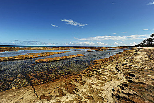 brazil,pernambuco,porto,de,galinhas,muro,alto,view,at,low,tide