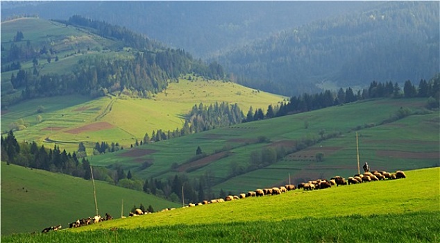 牧群,绵羊,翠绿色,草坪,喀尔巴阡山脉地区