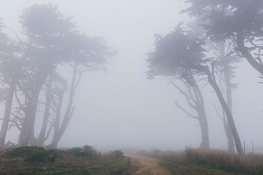密集,雾,柏树,道路,前景,国家海岸,自然保护区,加利福尼亚