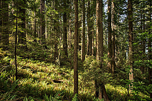 红杉,海岸,州立公园,加利福尼亚