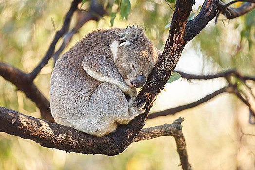 树袋熊,睡觉,竹子,奥特韦国家公园,维多利亚,澳大利亚,大洋洲