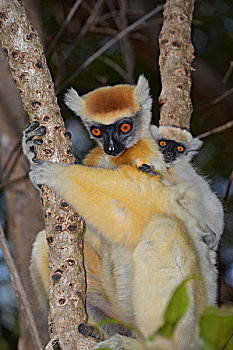 马达加斯加狐猴,幼兽,马达加斯加,非洲
