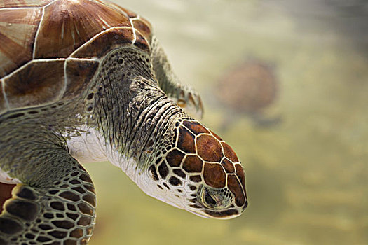 绿海龟,游泳,开曼群岛