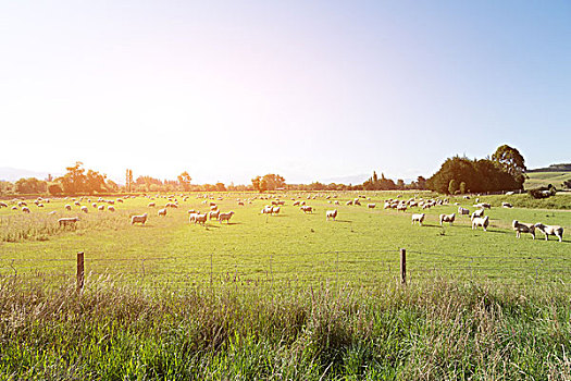 草场,动物,夏天,新西兰