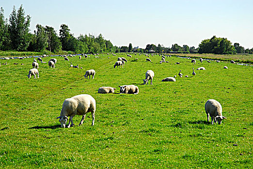 绵羊,圩田,风景,豪达城,荷兰南部,荷兰,欧洲