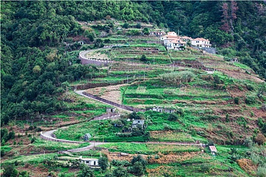 种植,梯田,崖顶,岛屿,马德拉岛