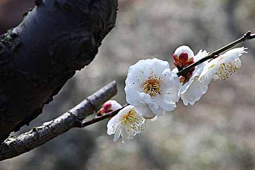 梅花