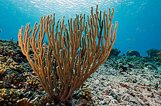珊瑚类,博奈尔岛,荷属安的列斯,加勒比