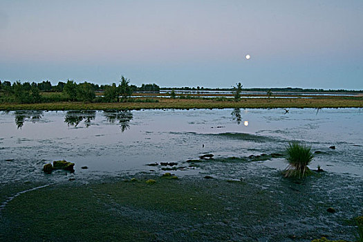 满月,荷兰,湿地,自然保护区,欧洲