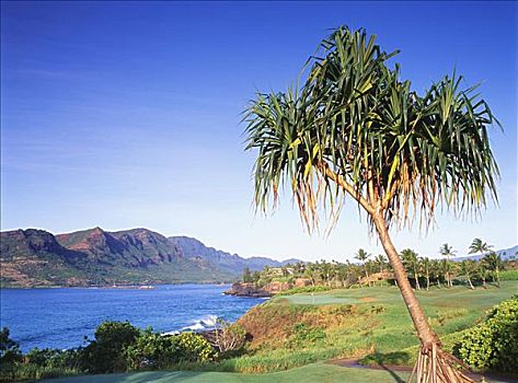 夏威夷,考艾岛,考艾礁湖,高尔夫球场,基乐球场,场地,树