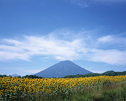 向日葵地,山