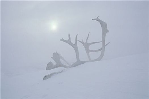 北美驯鹿,驯鹿属,鹿角,雪中,阿拉斯加