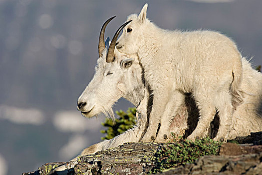 石山羊,雪羊,依偎,保姆,冰川国家公园,蒙大拿