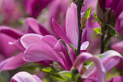 木兰,紫色