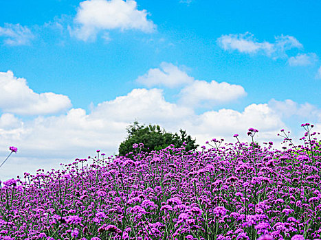 花圃,美瑛,北海道,日本