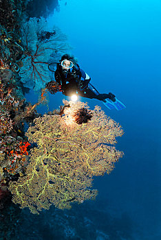潜水,灯,珊瑚,礁石,墙壁,看,巨大,海扇,太平洋,昆士兰,澳大利亚,大洋洲