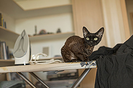 猫咪照片,坐,熨衣板,在家