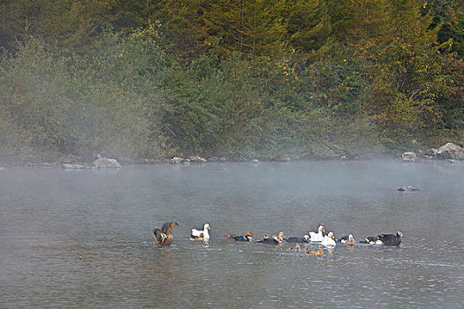 湖,水面,雾气,蒸腾,白雾,水蒸气,缥缈,仙境,灵性,家禽,鸭子,鹅,游动,自在,安静,自然,风光