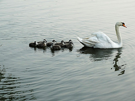 天鹅妈妈和她的八个宝宝