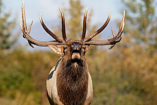 俘获,特写,落基山,公麋鹿,秋天,阿拉斯加野生动物保护中心,阿拉斯加