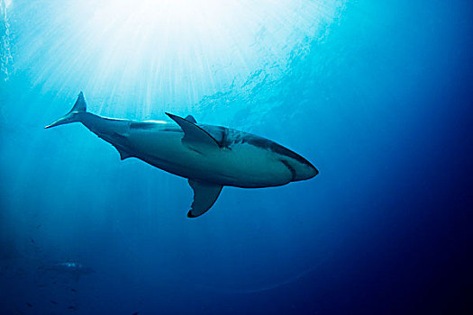 墨西哥,大白鲨,沙鲨属,地表水流,瓜达卢佩岛