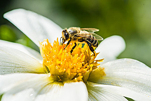 蜜蜂,收集,花蜜,大丽花,花,萨克森,德国,欧洲