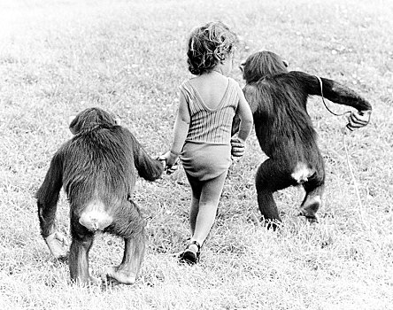 黑猩猩,女孩,散步,英格兰,英国