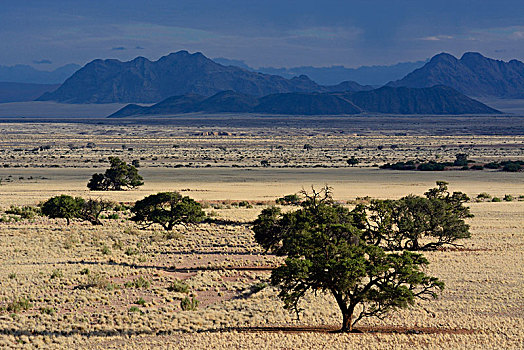 草原,风景,纳米比沙漠,区域,纳米比亚,非洲