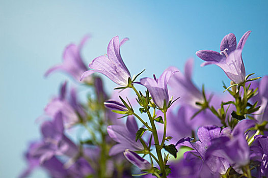 花,风铃草,背景,蓝天