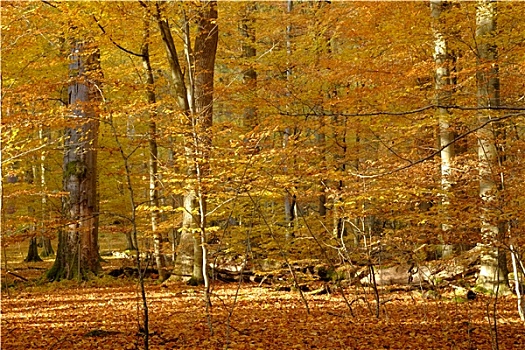 秋季,乌特弗兰肯,拜恩州,德国