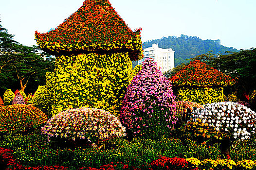 深圳,东湖公园,菊花