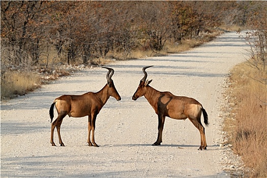 国家公园,纳米比亚