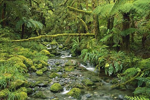 溪流,飘动,温带雨林,峡湾国家公园,新西兰