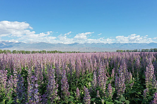 新疆温泉,紫苏花开景色如画来