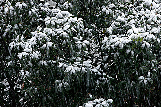 雪中的桂花树
