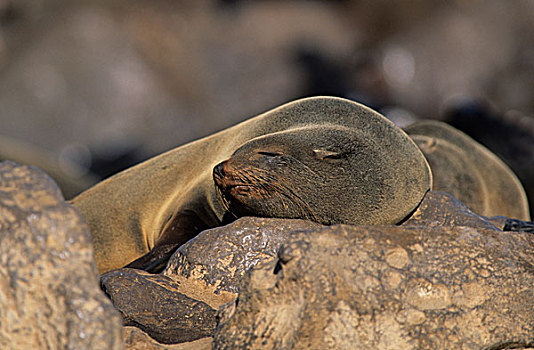 岬角毛海豹,毛海狮,睡觉,克罗斯角,纳米比亚,非洲