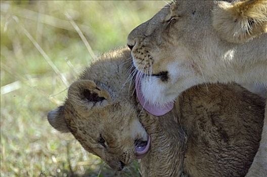 狮子,雌狮,幼兽,马赛马拉,肯尼亚