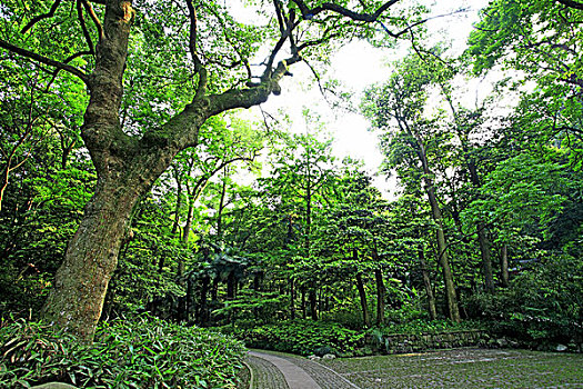 道路,树林