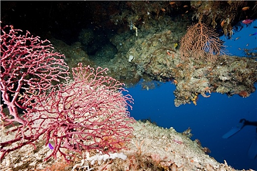 海洋,珊瑚