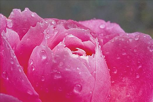 特写,粉红玫瑰,花,小水滴