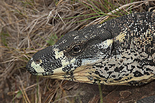 蜥蜴,觅食,维多利亚,澳大利亚