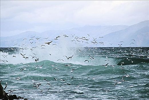 新西兰,普通,海鸥,飞跃,猛烈,海洋