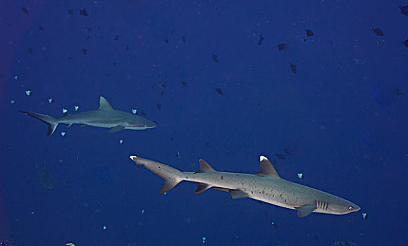 灰三齿鲨,后面,灰礁鲨,帕劳,密克罗尼西亚,大洋洲