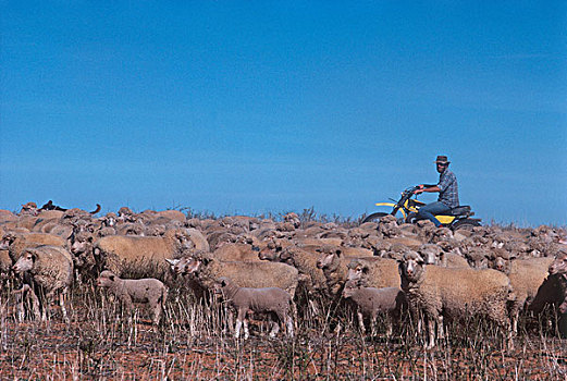 澳大利亚,维多利亚,绵羊,放牧