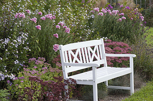 白色,木制长椅,秋天,床,紫苑属,景天属植物