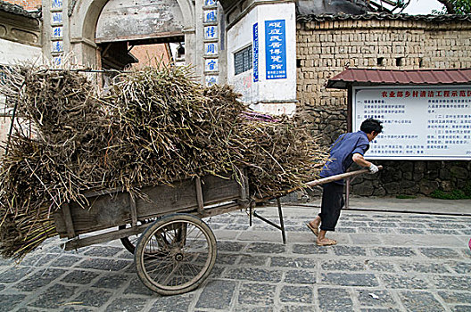 农民,运输,大捆,谷物,干草,收获时节,云南,中国,四月,2009年
