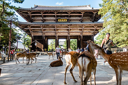 梅花鹿在东大寺南大门前出现