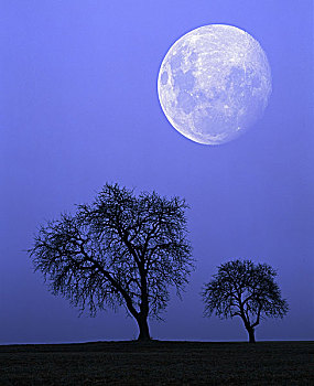 树,剪影,满月,夜晚,两个