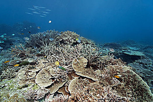 珊瑚,礁石,多样,鱼,物种,大堡礁,昆士兰,太平洋,澳大利亚,大洋洲